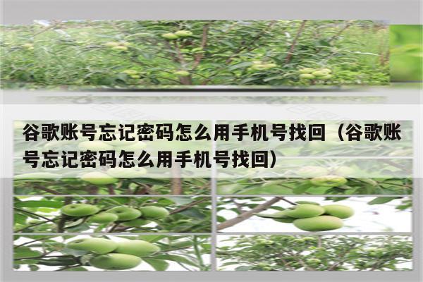 谷歌账号忘记密码怎么用手机号找回(谷歌账号忘记密码怎么用手机号找回)